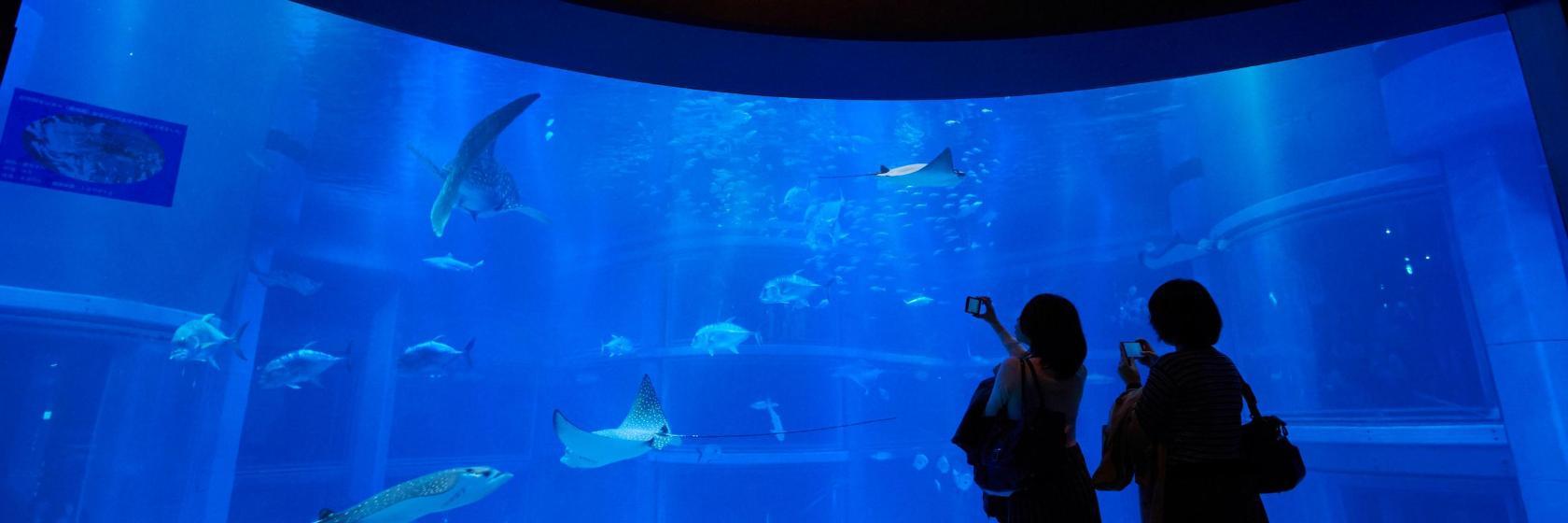 Osaka Aquarium Kaiyukan
